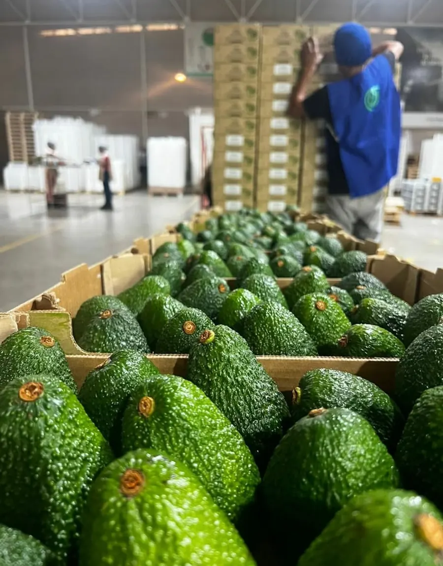 Fresh green produce