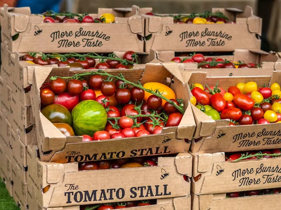 Vine tomatoes