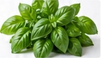 Fresh basil leaves