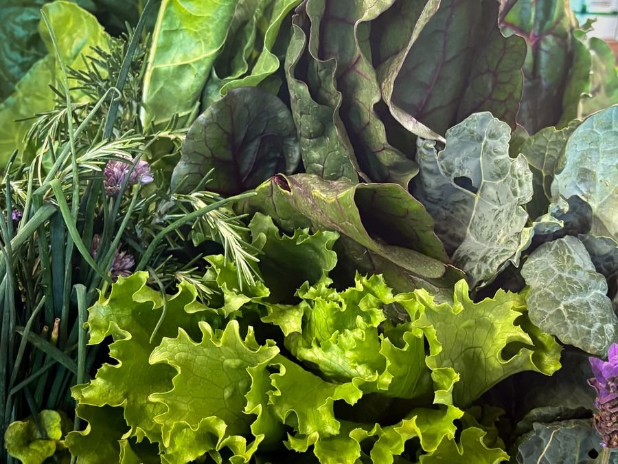 Fresh lettuce, chard and leafy herbs