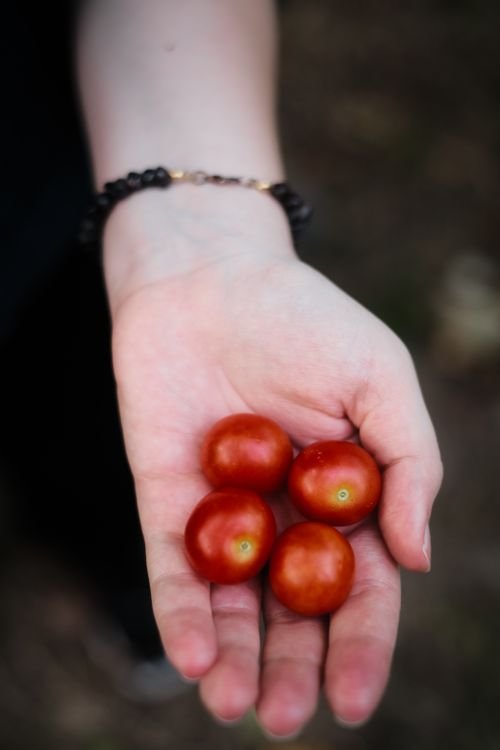 Hands holding freshly picked cherry tomatoes