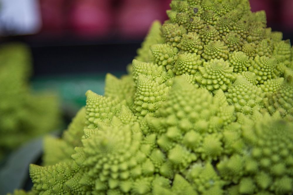 Close-up of a fresh romanesco broccoli